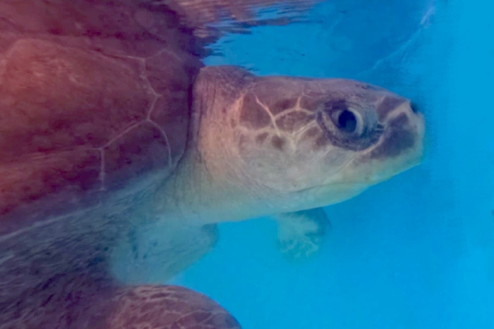 Turtle patient Ufuli. Image