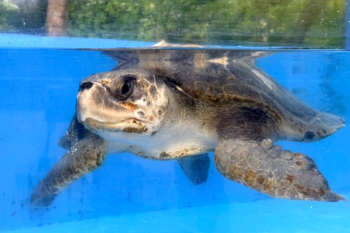 Turtle patient Vina in her tank at the Rescue Centre. Image.