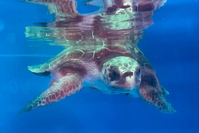 Turtle patient Vina recovering in her tank. Image.