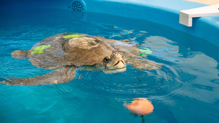 An olive ridley turtle patient undergoing buoy feeding to improve diving skills at ORP's Sea Turtle Health Institute at Jawakara Maldives. Image.