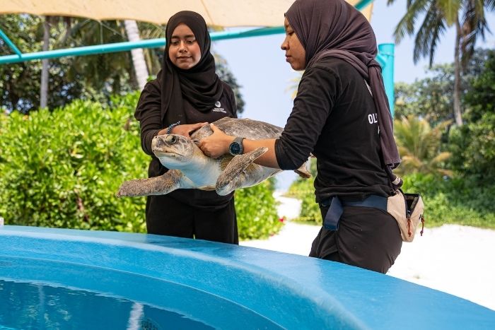 Turtle patient being moved to tank. Image.