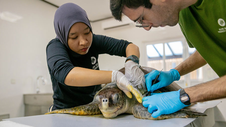 Two veterinary surgeons treating a turtle patient in the Sea Turtle Health Institute clinic. Image.