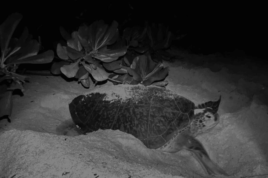 Green turtle nesting. Image.