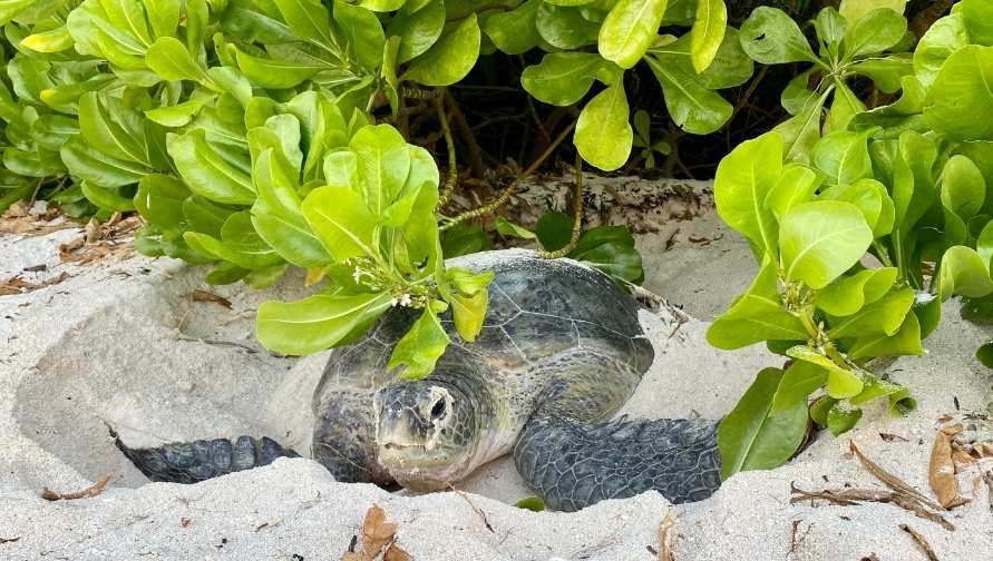 Green turtle nesting. Image.