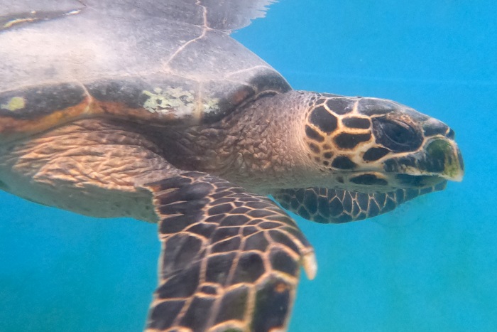 Hawksbill turtle patient Manje recovering in her tank. Image.