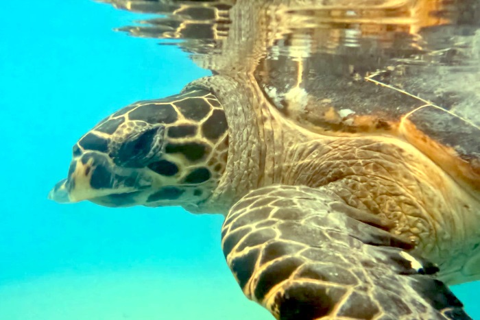 Hawksbill turtle patient Manje recovering in her tank. Image.
