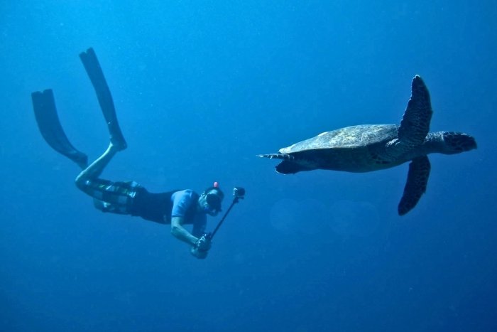 Martin taking Photo-ID of a sea turtle. Image.