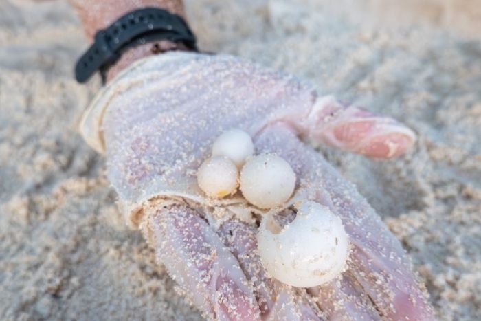 Spacer Eggs. Photo.