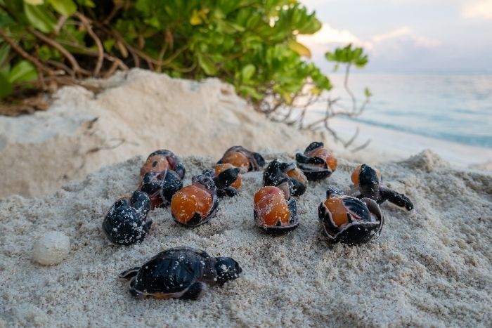 Underdeveloped hatchlings. Photo.