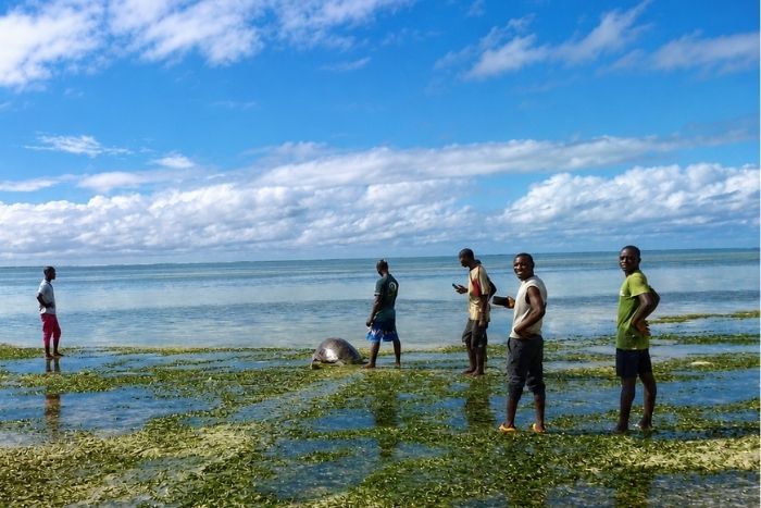 Community monitors in Kenya with sea turtle