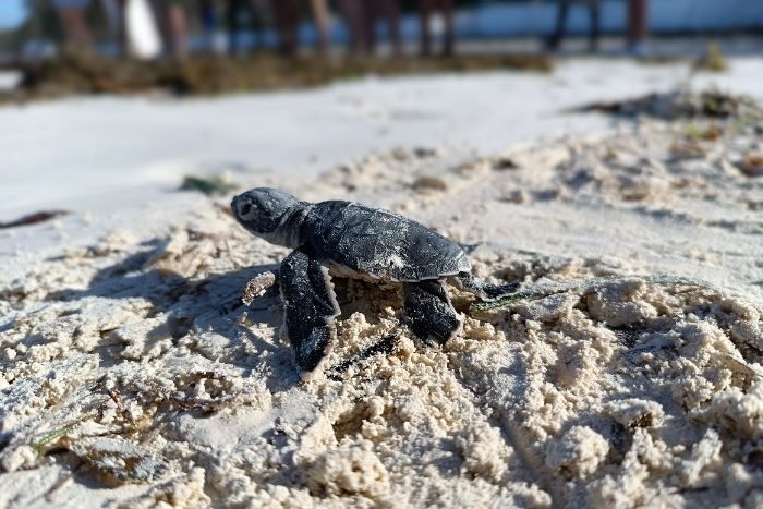 Green hatchling at Jumba Beach, Kenya. Image.