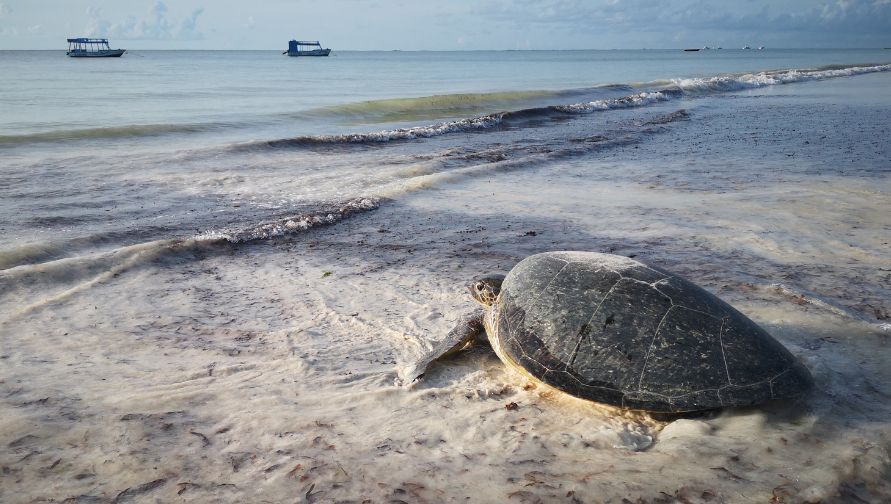 Green turtle reurning to sea in Jumba. Image.