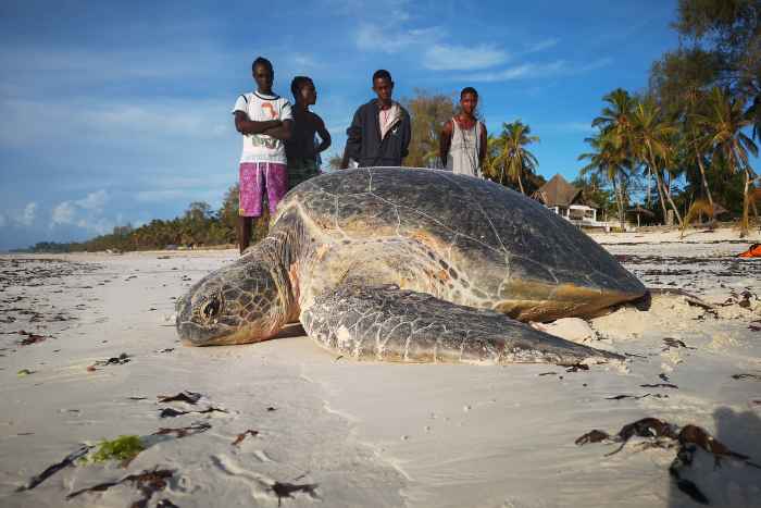 Nesting green turtle on Jumba Beach. Image.