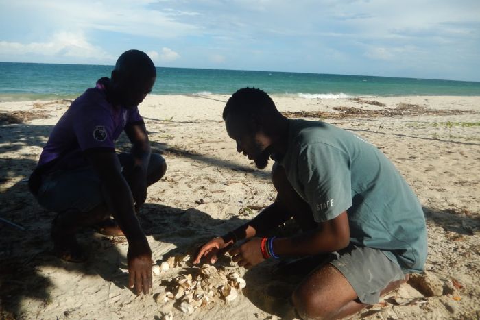 ORP-Kenya team conducting nest excavation. Image.
