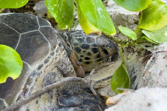 A nesting mama becomes the 2000th green turtle identified in Maldives. Image.