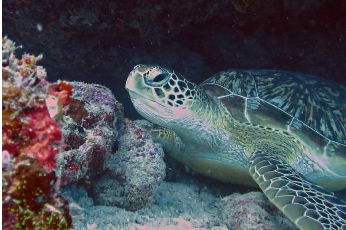 Green turtle.
