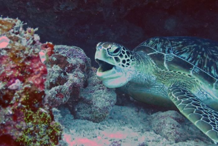Green turtle yawning.