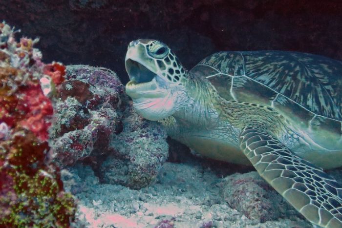 Green turtle yawning big.