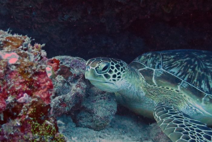 Green turtle