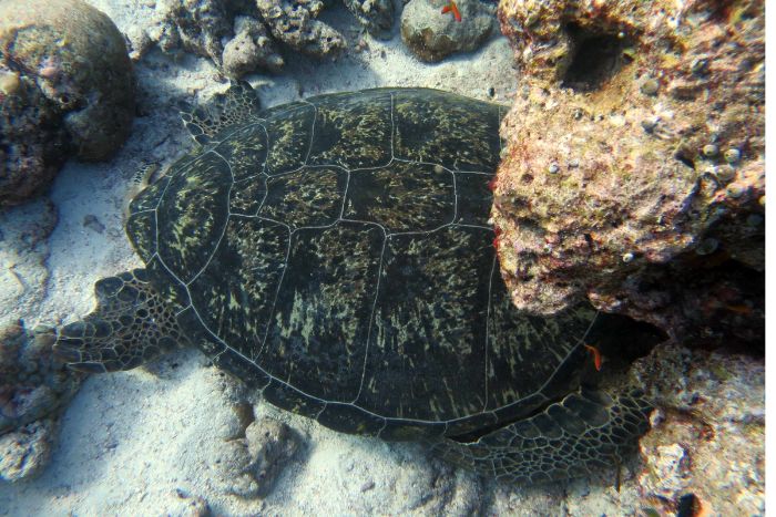Green turtle with head wedged under a coral. Image.