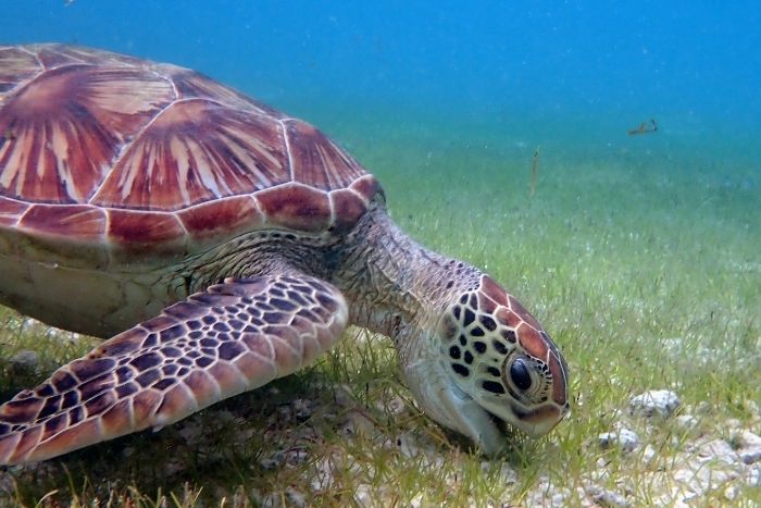 Green turtle grazing on seagrass. Image.