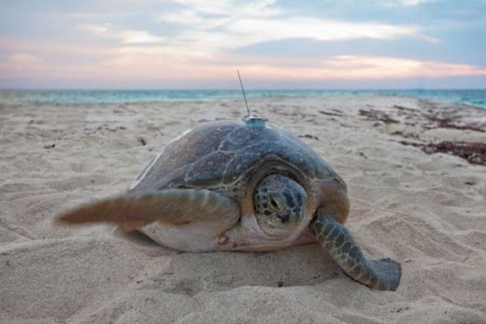 Green turtle with a satellite tag.