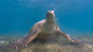 Green turtle looking at the camera. Image