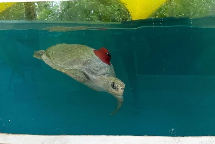 Hawwa in tank with a satellite tag. Image.