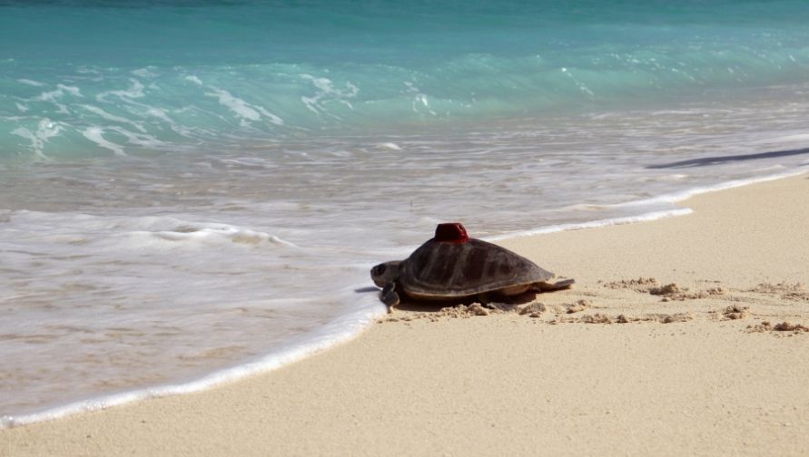 Sea turtle patient Muraka satellite tagged and released. Image.