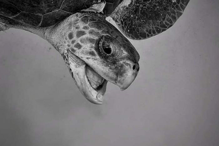 Olive ridley profile image.