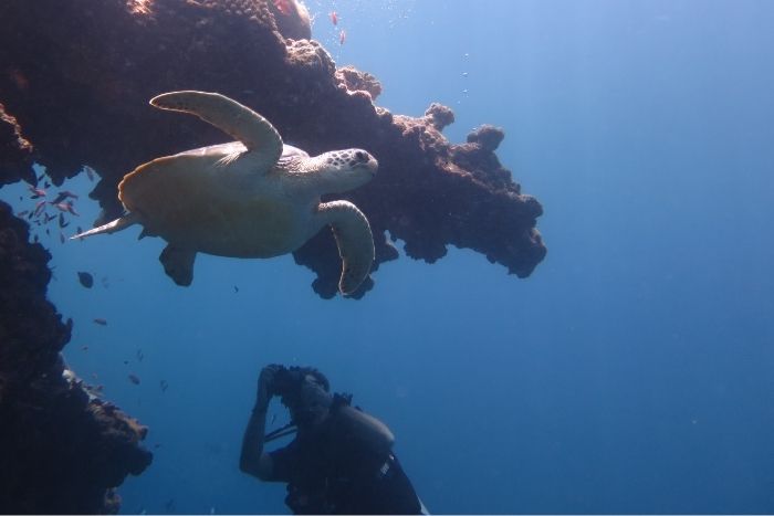 Citizen scientist taking ID shot of a green turtle. Image.