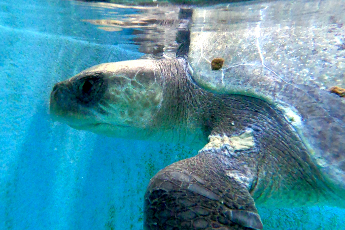 Turtle patient Rooh recovering in her tank at the Sea Turtle Health Institute. Image.