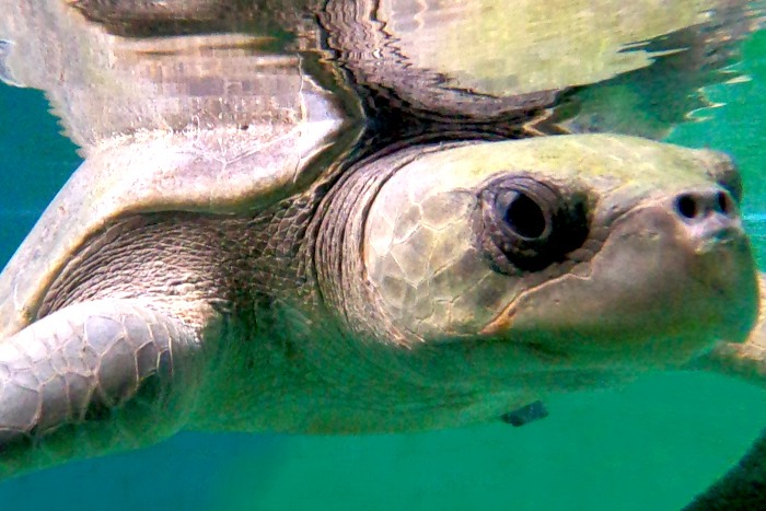 Turtle patient Rooh in her tank at the Institute. Image.