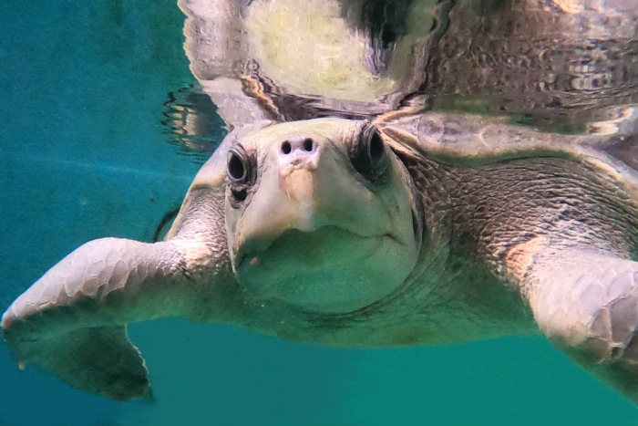 Turtle patient Rooh recovering in her tank at the Institute. Image.