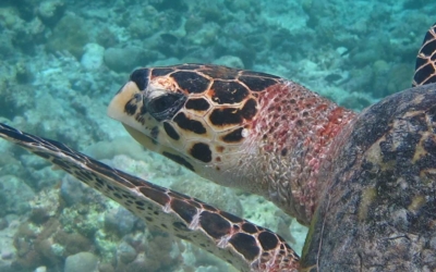 Belle, hawksbill turtle Belle, hawksbill turtle Maldives