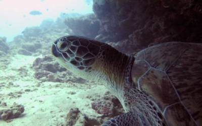 Medusa, green turtle Medusa, green turtle Maldives