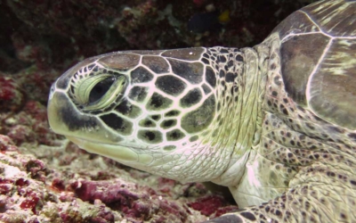 Clio, green turtle Clio, green turtle, Maldives