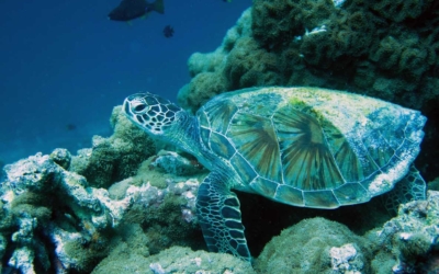 Rafie, green turtle Rafie, green turtle, Maldives
