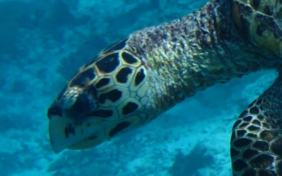 Aquasouls, hawksbill turtle Aquasouls, hawksbill turtle Maldives