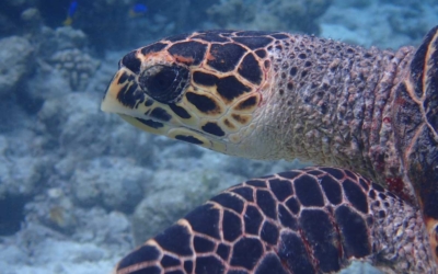 Senge, hawksbill turtle Senge, hawksbill turtle Maldives