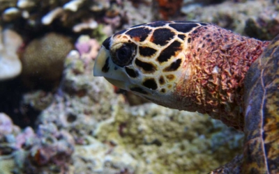 Melissa, hawksbill turtle Melissa, hawksbill turtle Maldives