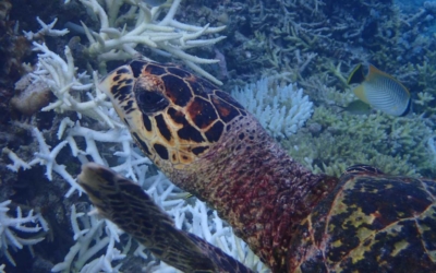 Michelangelo, hawksbill turtle Michelangelo, hawksbill turtle Maldives