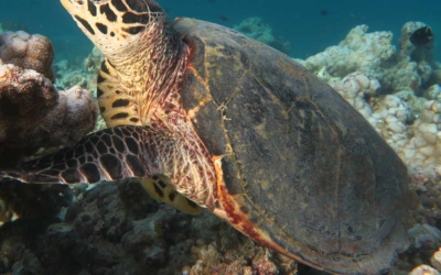 Ali Jappo, hawksbill turtle Ali Jappo, hawksbill turtle Maldives