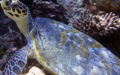Nikolaj, hawksbill turtle Nikolaj, hawksbill turtle Maldives