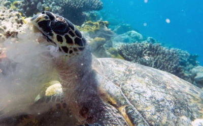 Fishy, hawksbill turtle Fishy, hawksbill turtle, Maldives