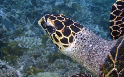 Ahu, hawksbill turtle Ahu, hawksbill turtle Maldives