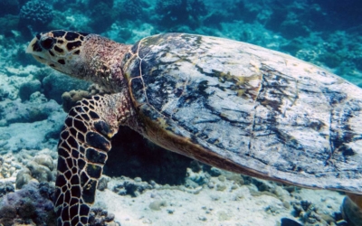 Larabell, hawksbill turtle Larabell, hawksbill turtle Maldives