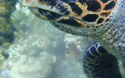 Jazz, hawksbill turtle Jazz, hawksbill turtle Maldives