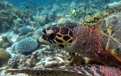 Sofia, hawksbill turtle Sofia, hawksbill turtle Maldives