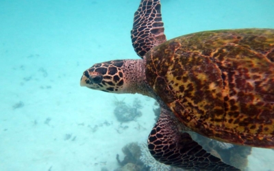 Chloe, hawksbill turtle Chloe, hawksbill turtle Maldives
